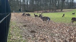Hertenkamp in Arnhem moet weg: 'Strijd nog niet gestreden'
