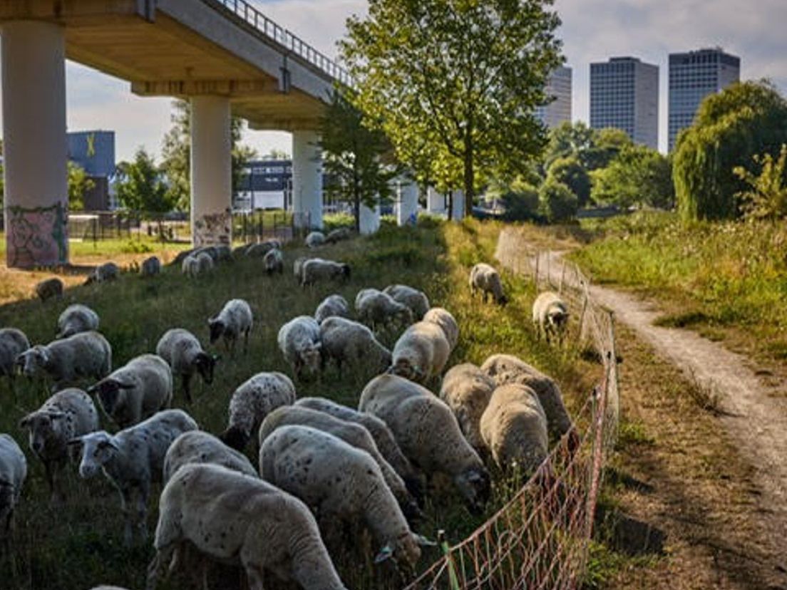 Schapen in Rotterdam