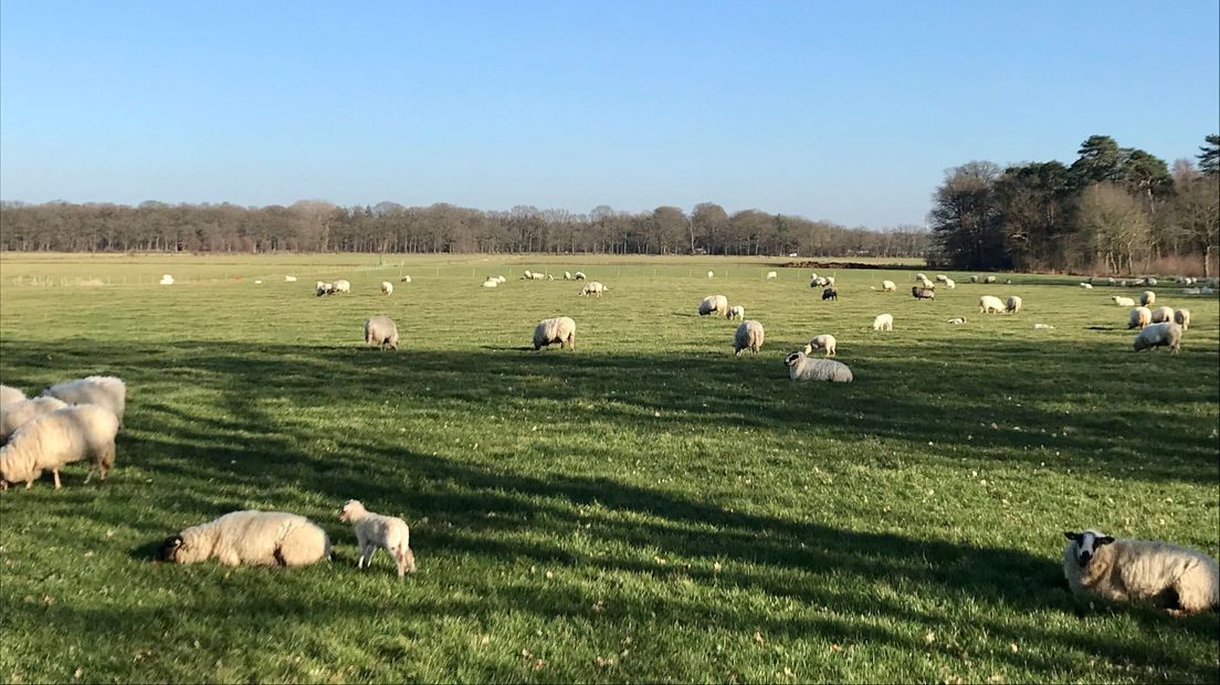 Lammetje landgoed Den Treek tussen Woudenberg en Leusden.