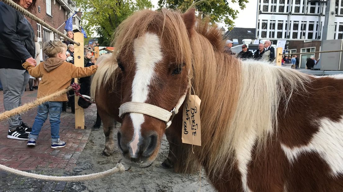 De paarden op de Paardenmarkt zijn er 'voor de show': ze verhandelen mag er niet meer.