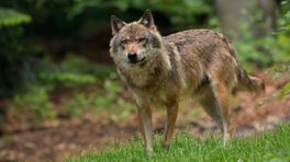 Wolf zet opmars in Limburg gestaag voort