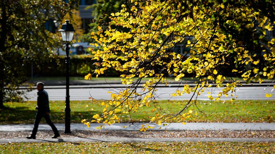 Herfst in het Koekamp Den Haag