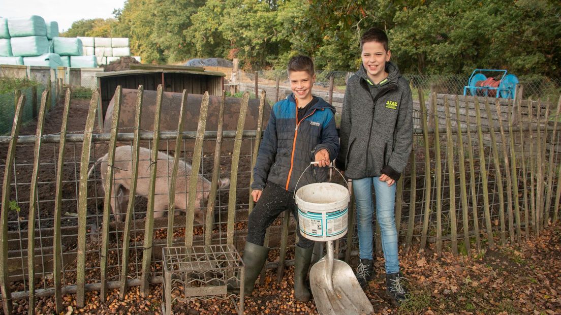 Mathijs (10) en Tobias (10) geven de varkens Joep en Joep een emmer met eikels.