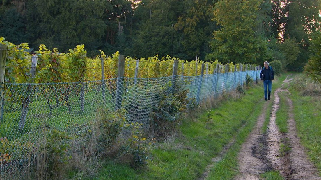 Wijngaard in Wageningen