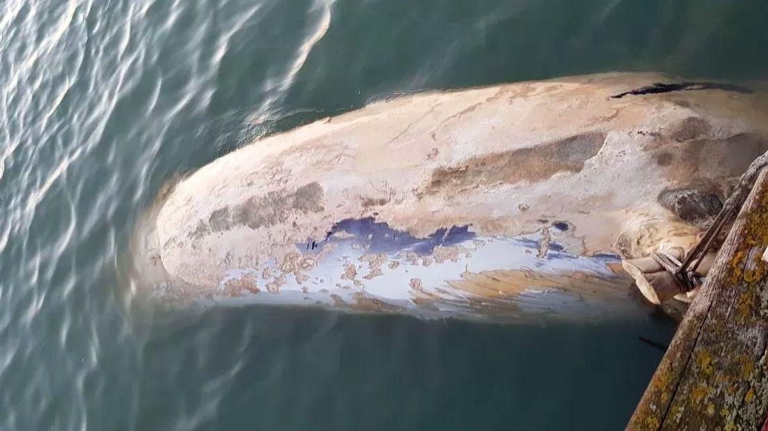 Dode walvis is waarschijnlijk een vinvis, doodsoorzaak niet onderzocht
