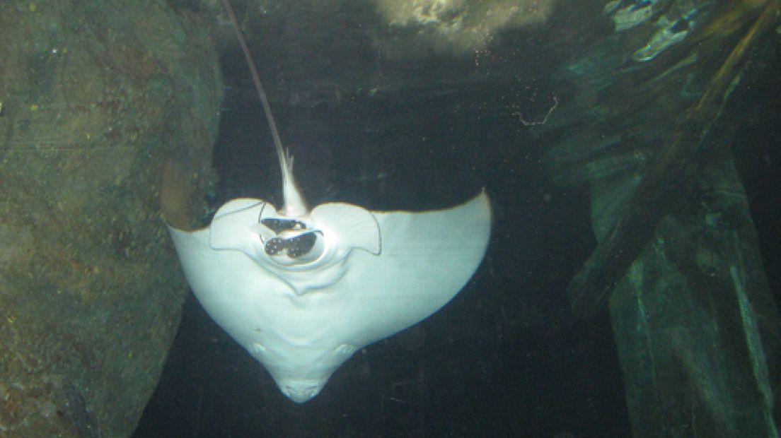 Adelaarsrog geboren in Burgers' Zoo