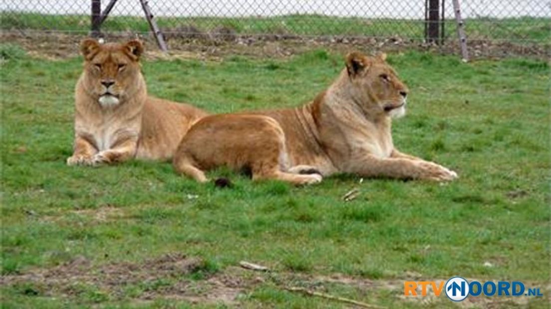 De leeuwen hebben niet gezorgd voor meer bezoekers in Dierenpark Emmen