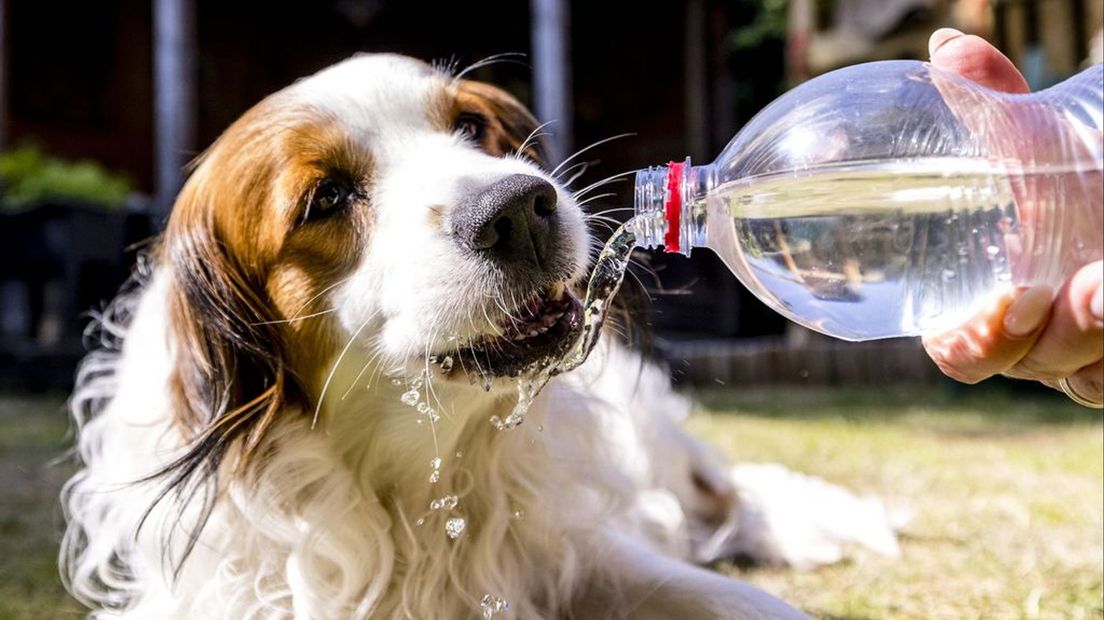 Maandag was het al warm, dinsdag wordt het misschien wel 40 graden.