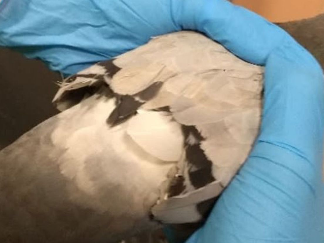 De duiven worden opgevangen bij Vogelklas Karel Schot