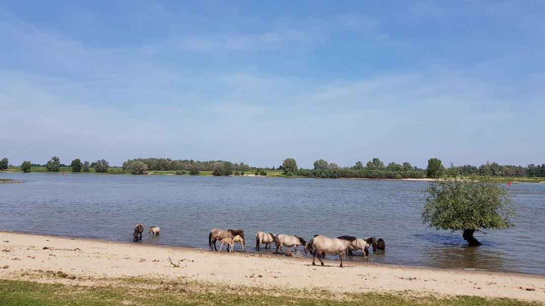 De konikpaarden in de Ooijpolder zoeken verkoeling in de Waal