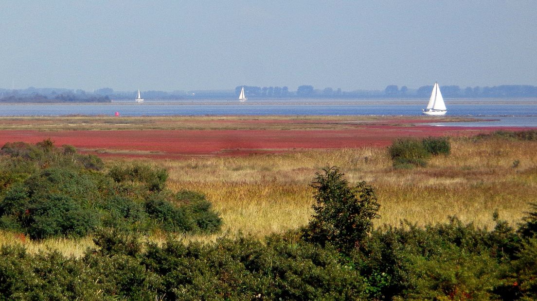 Zeilboten op het Grevelingenmeer, vlakbij de haven van Zonnemaire