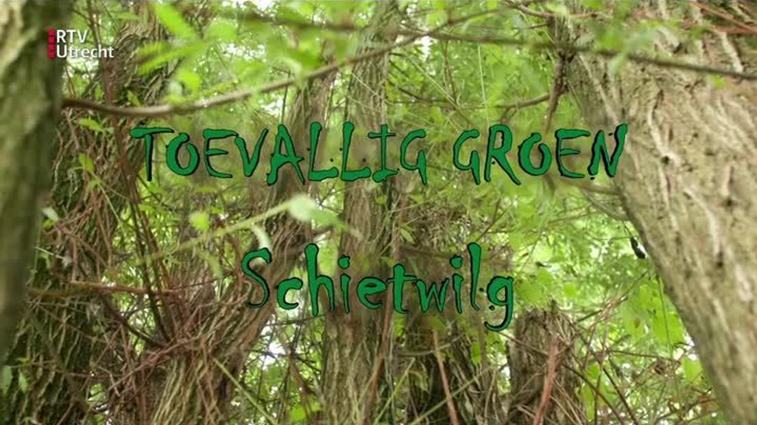 Toevallig Groen