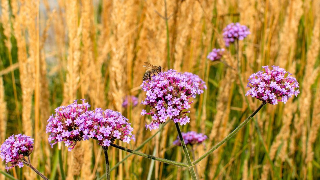 IJzerhard is een 1-jarige plant, die het meerdere jaren volhoudt als hij bescherming krijgt tegen de vorst.
