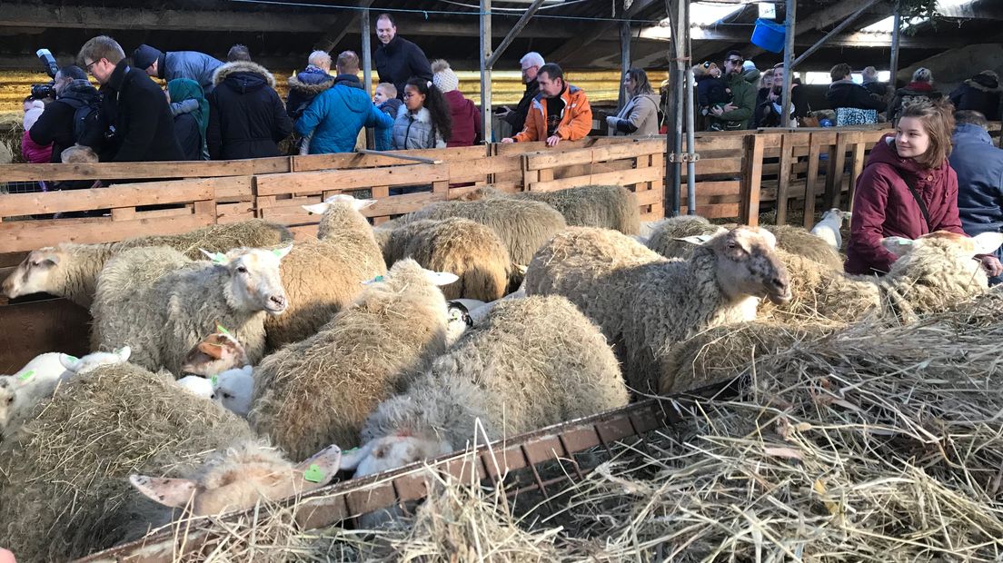 Tijdens de lammetjesdagen in Middelburg is het hartstikke druk