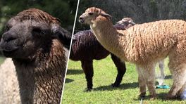 Zo zoeken de vijf alpaca's van Anita verkoeling