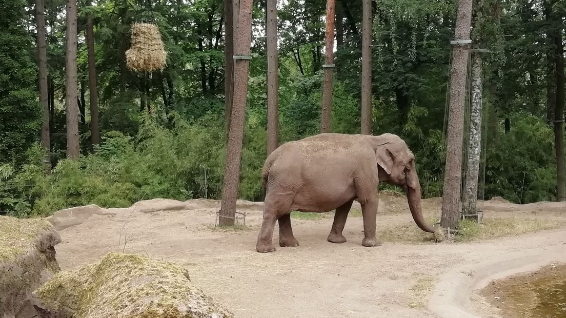Olifant Pinky.