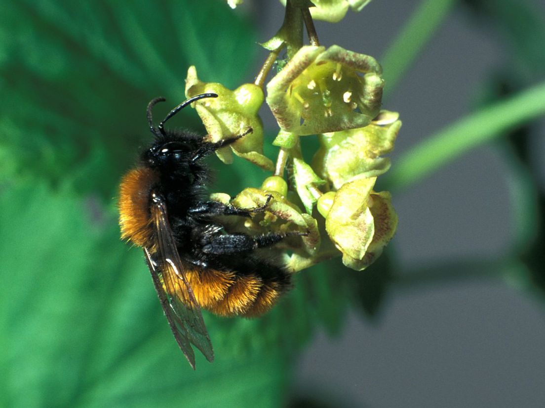 Neonicotinoìden zijn schadelijk voor bijen (Rechten: Free Nature Images/Frits Bink)