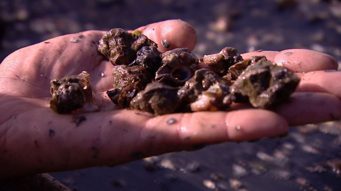 Een van de belangrijkste vijanden van de Zeeuwse oester, de oesterboorder