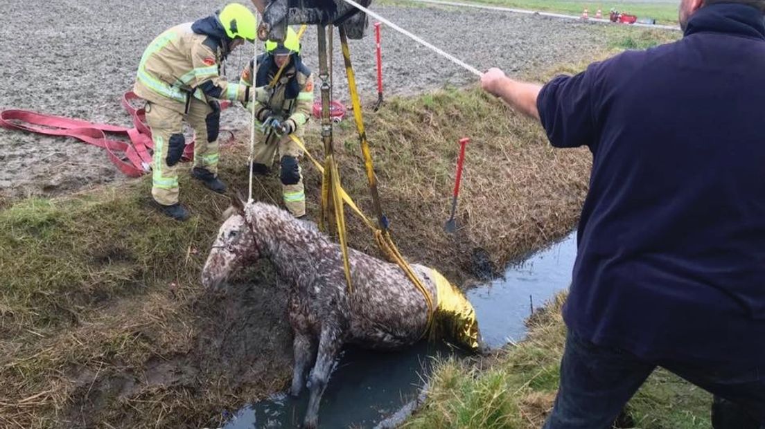 Brandweer haalt paard uit de sloot met een verreiker van de gemeente