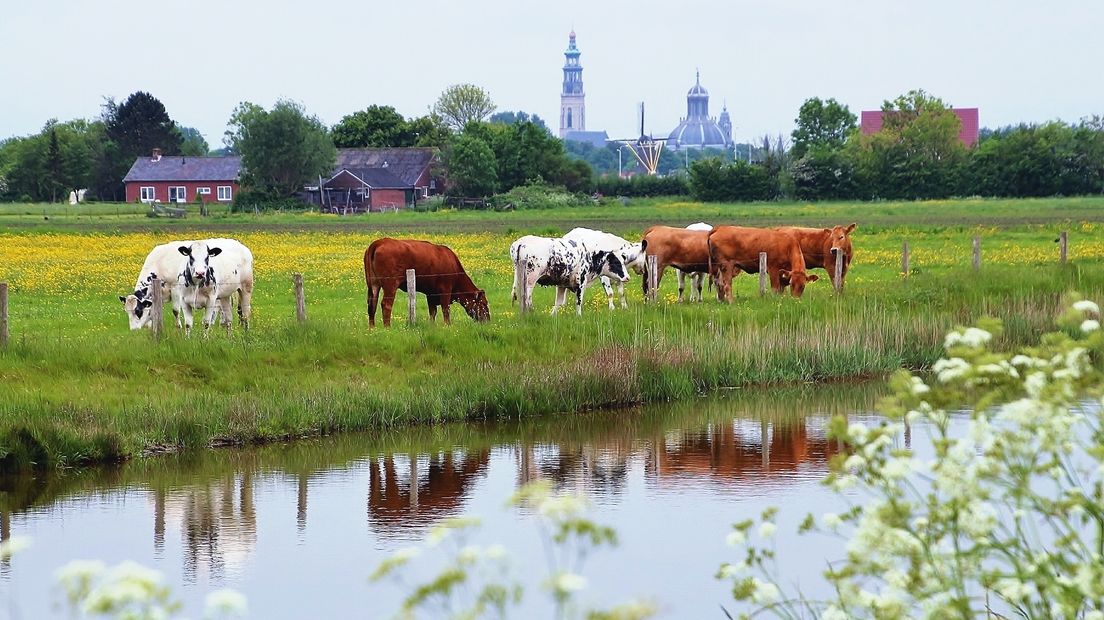Weerspiegeling van koeien in het water bij Middelburg, met Lange Jan op de achtergrond
