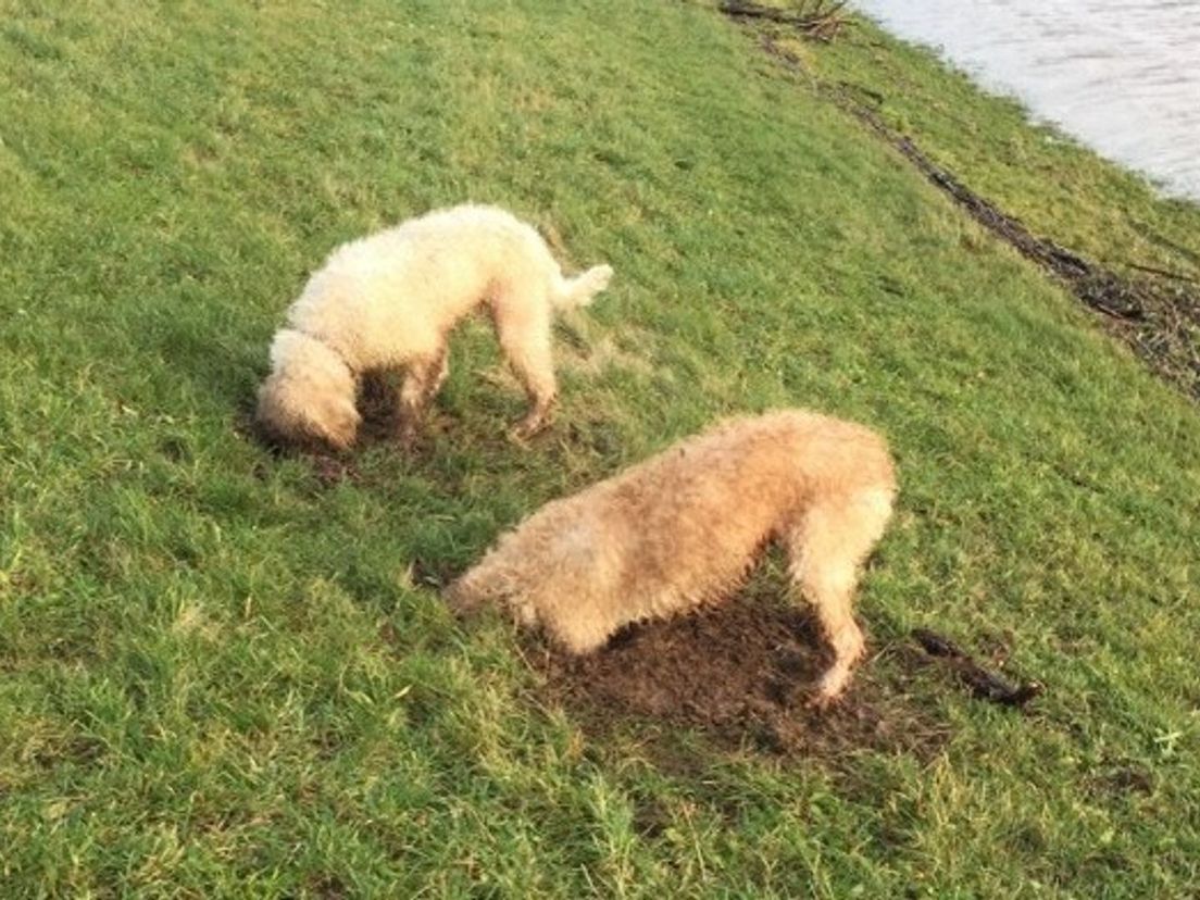 Twee honden graven kuilen in de dijk, waardoor ze die beschadigen (Rechten: WDODelta)