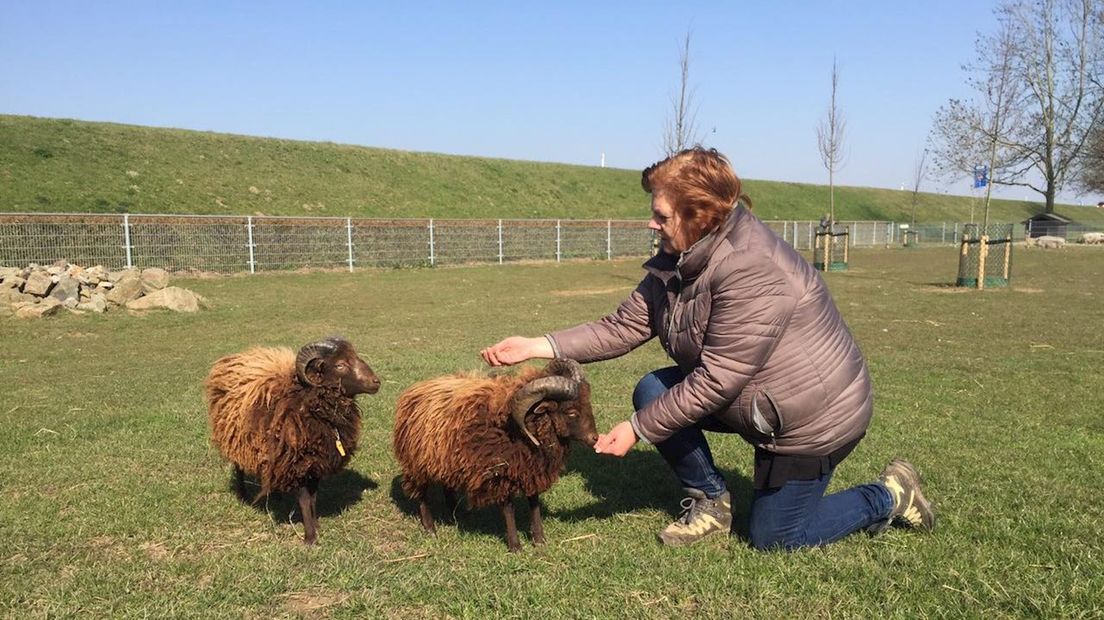 Henny samen met de twee overgebleven rammen