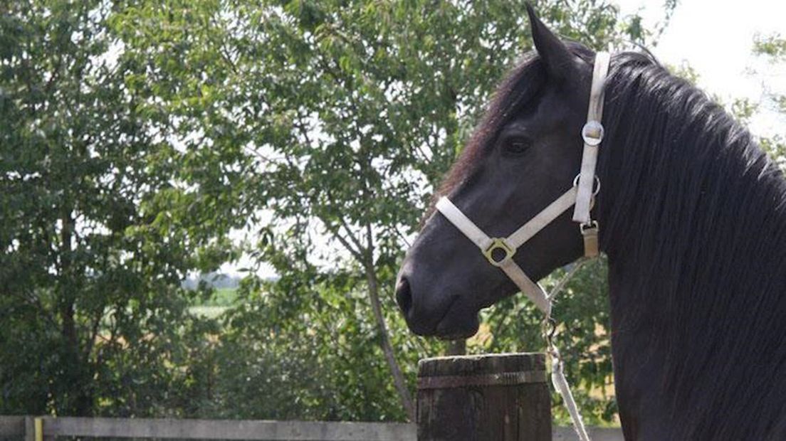 Paardenhandelaar uit Dedemsvaart verdacht fraude met export paarden naar Mexico - RTV Oost