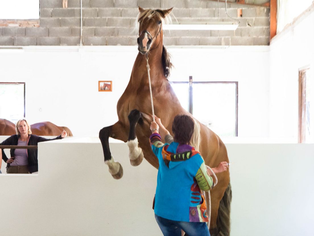 Het paard 2Moons, naar wie de opleiding in Bleiswijk vernoemd is.