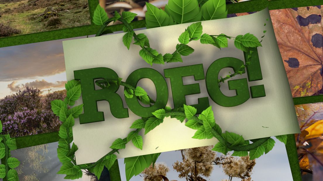 Roeg