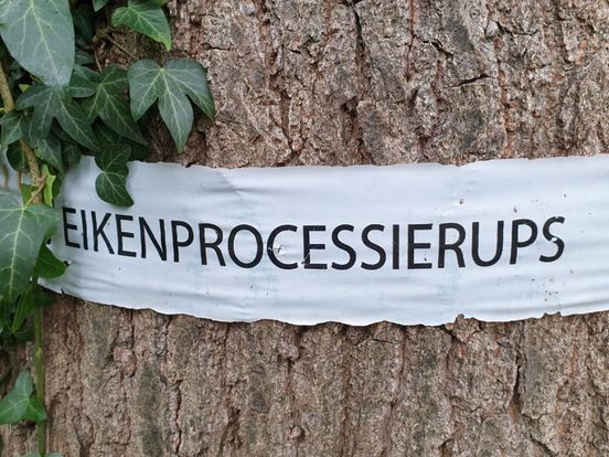 Waar is de eikenprocessierups?