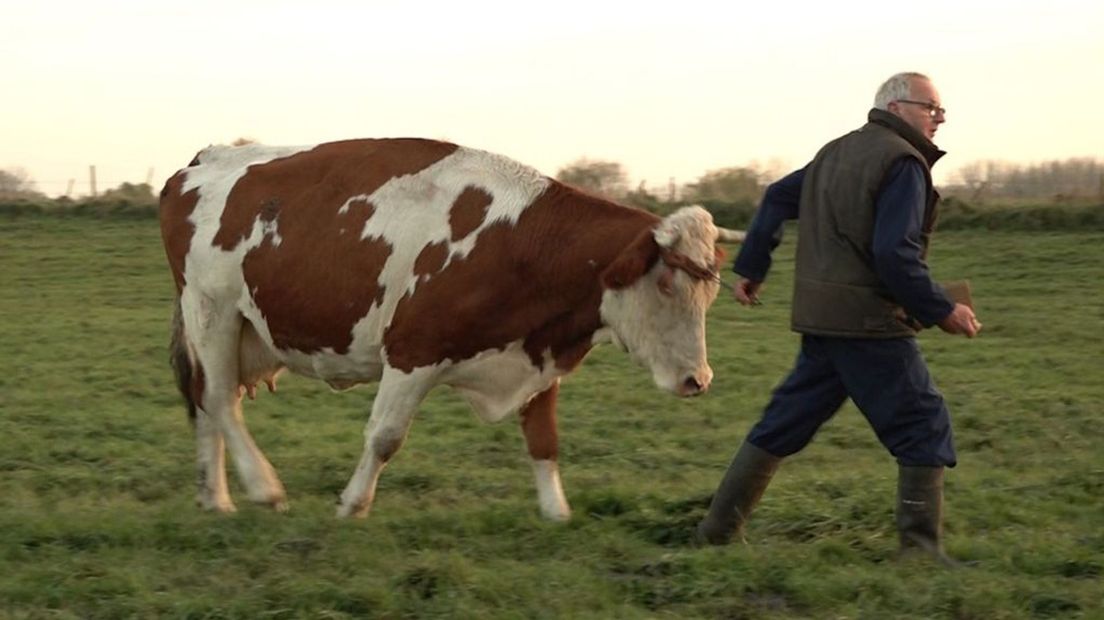 Veehouder Kees Buis aan het werk in de wei.