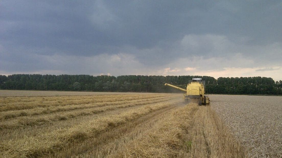 Regenval zet graanoogst op pauze