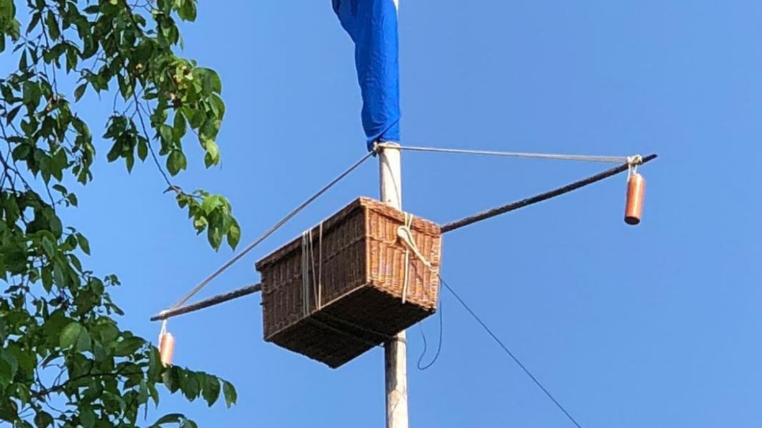 De haan in de mast, tijdens Kallemooihaan