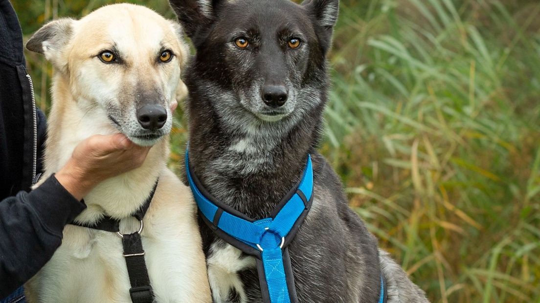 Bonny en Clyde bij het dierenasiel in Zwolle