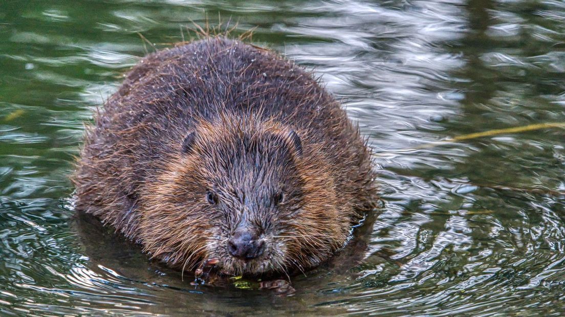 Bever