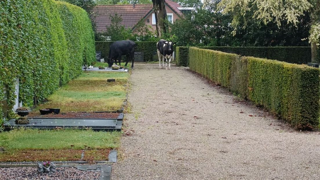 Twee koeien werden gesignaleerd op een begraafplaats.
