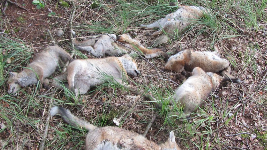 Dode vossen in Engbertsdijkvenen