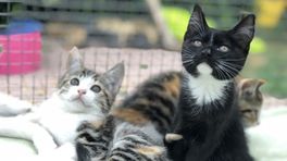 Steeds meer katten in de opvang: 'Het is nog nooit zo druk geweest'