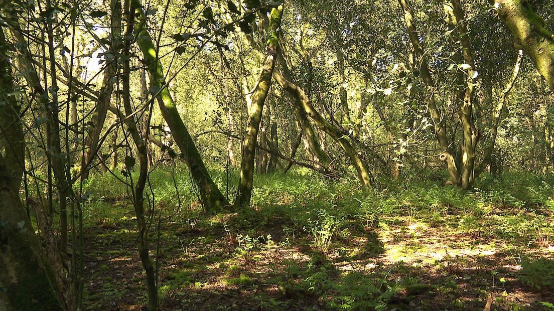 Mantingerbos