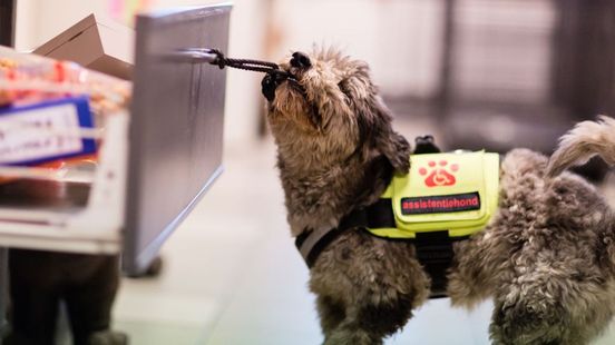 Anderhalf jaar wachten op hulphond door tekort pleeggezinnen