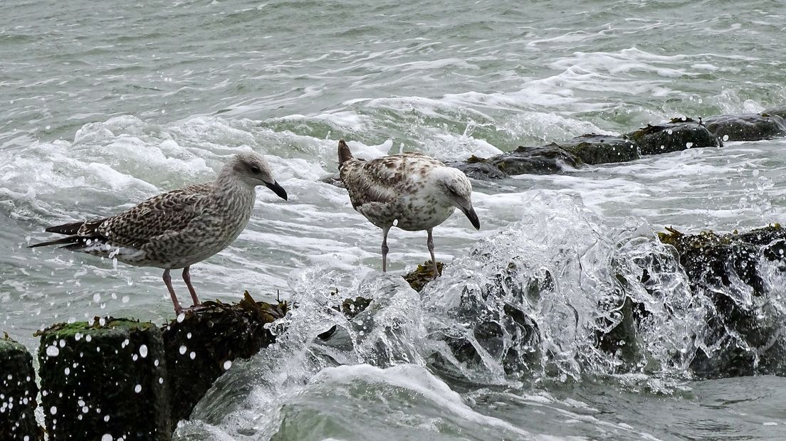 Meeuwen tussen de opspattende golven bij Vlissingen