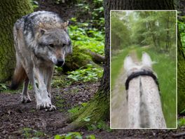 Ruiter geschrokken door achtervolging wolf in Diever: 'Geen bedreigende situatie'