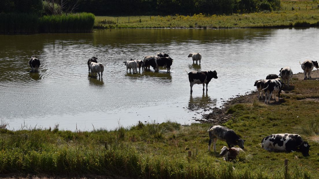Koeien zoeken verkoeling in het water bij Borssele.