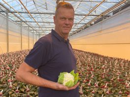 Kweker Bert heeft oplossing voor hoge energieprijzen: bloemkolen in plaats bloemen