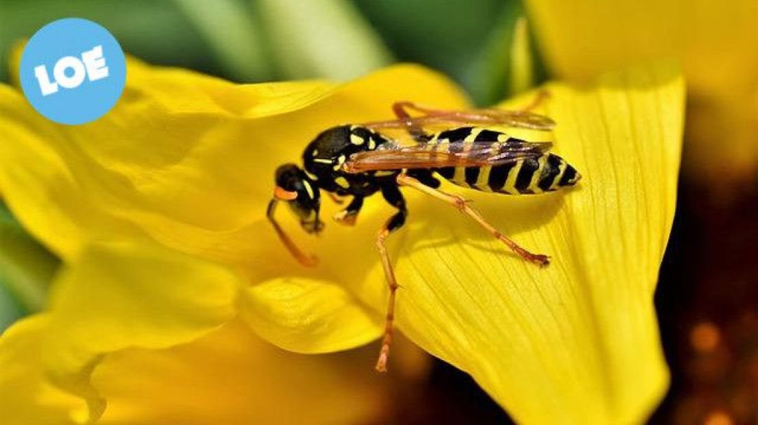 Drie keer meer vraag naar wespenbestrijders dan vorig jaar