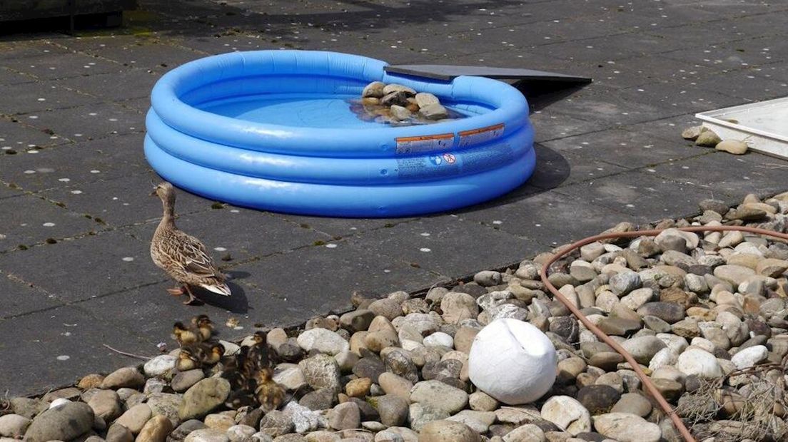 Moedereend met kleine eendjes op het dakterras