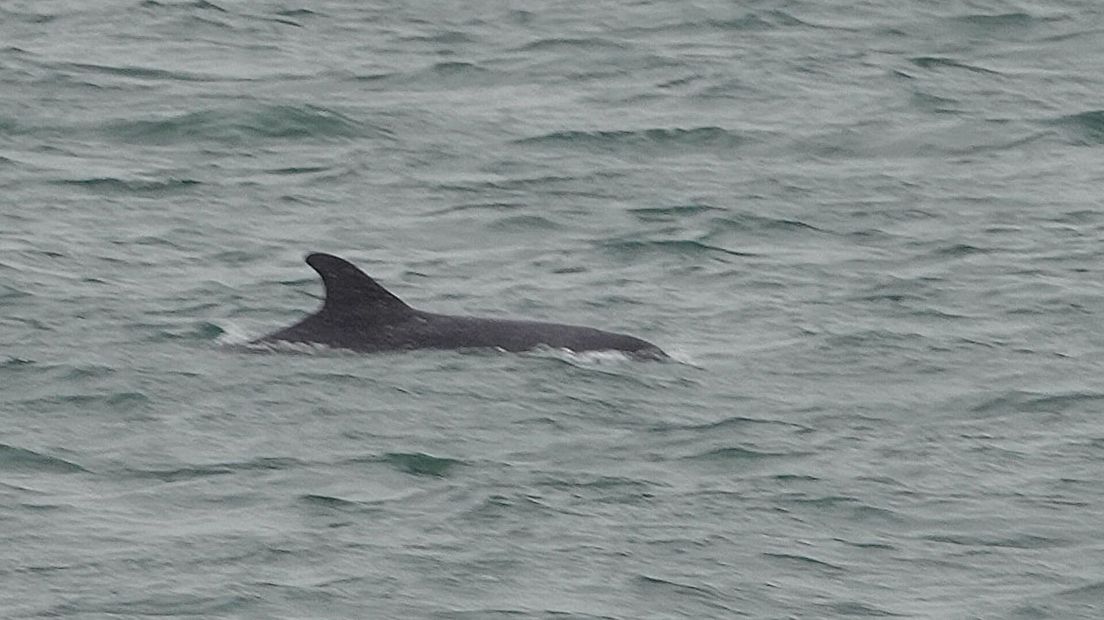 Dolfijn gespot in Oosterschelde