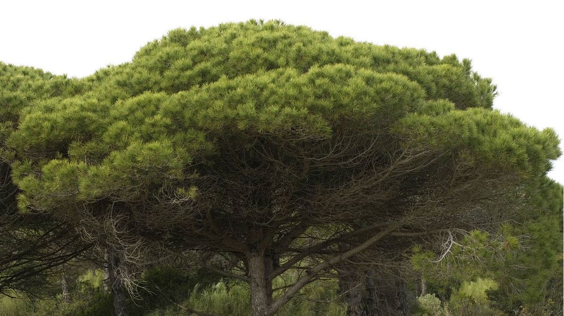 In het Pinetum Ter Borgh in het Evertsbos staan meer dan 400 coniferen (Rechten: Free Nature Images/Willem van Kruijsbergen)
