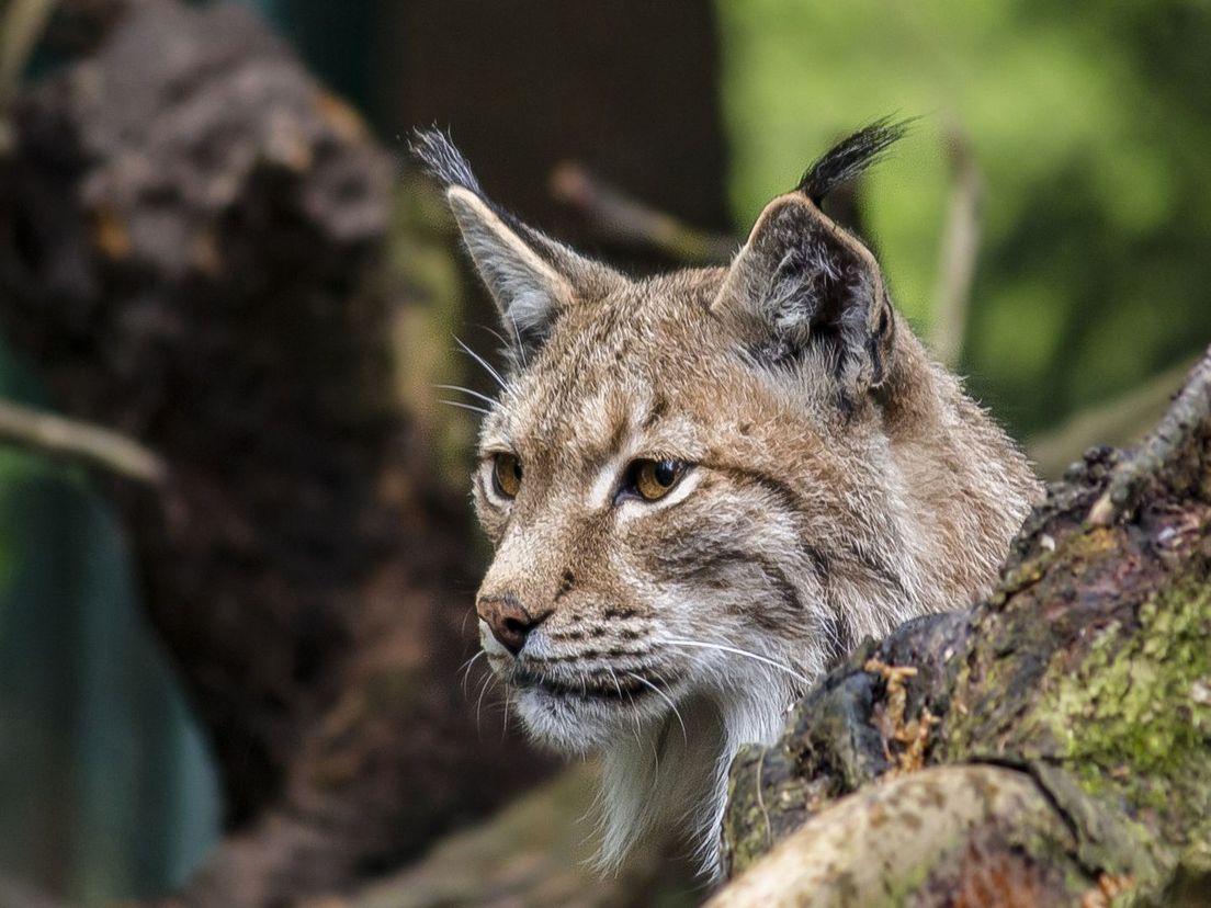 Een lynx (foto ter illustratie)
