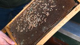 Imker bezorgd over bijensterfte: 'Bestuiving van gewassen komt in gevaar'